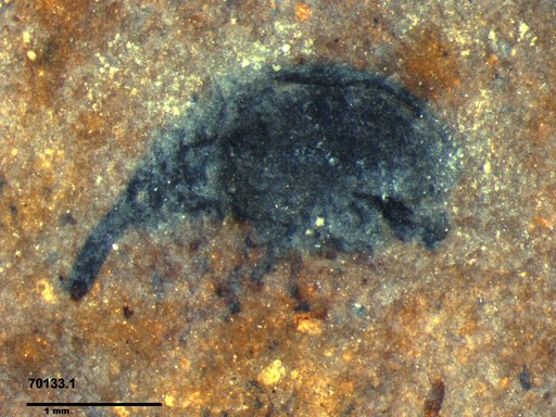 Genus sp