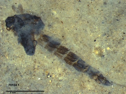 Chaoboridae