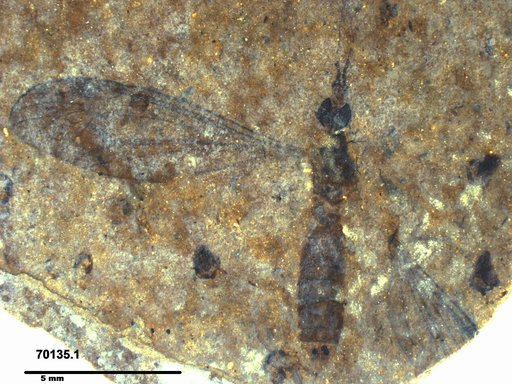 Diptera