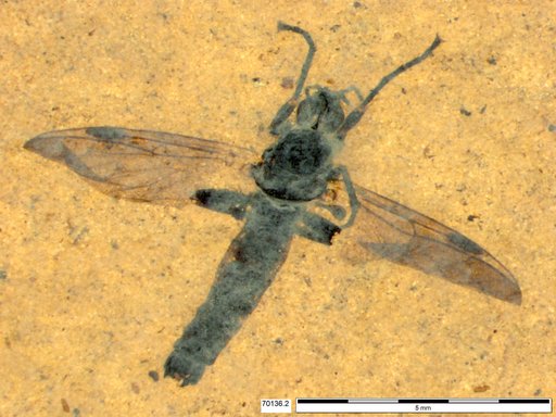 Genus sp