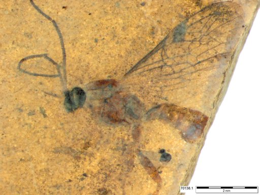 Ichneumonidae