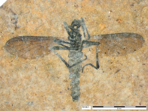 Genus sp
