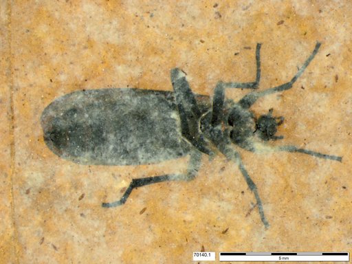 Genus sp