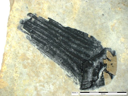 Tracheophyta