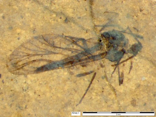 Aphididae