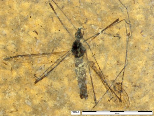 Diptera