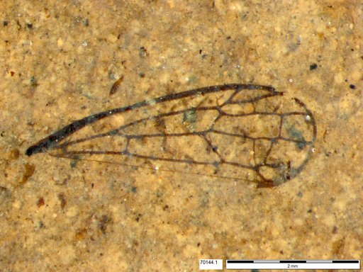 Insecta