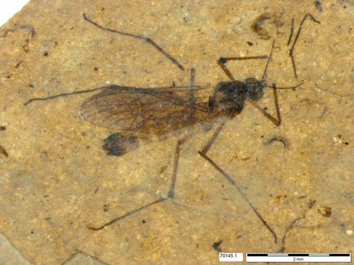 Diptera