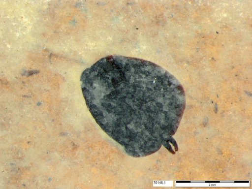 Tracheophyta
