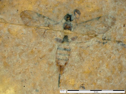 Ichneumonidae