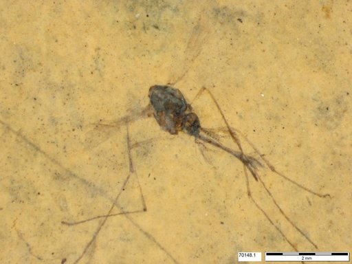 Genus sp