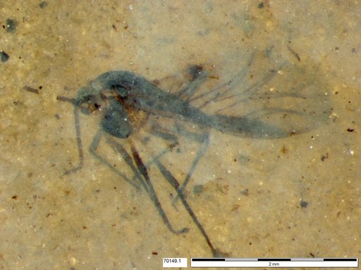 Aphididae
