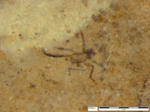 Genus sp