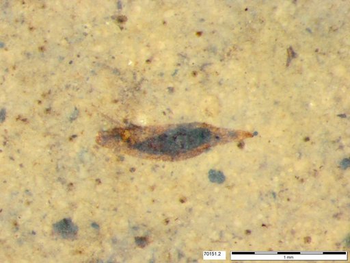 Tracheophyta