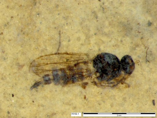 Diptera