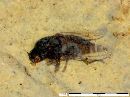 Diptera