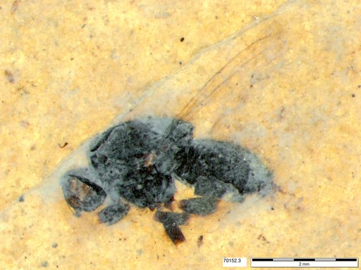 Diptera