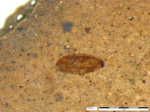 Tracheophyta