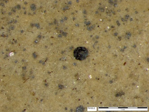 Tracheophyta