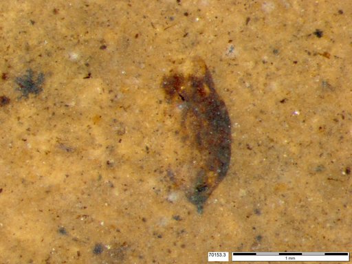 Tracheophyta