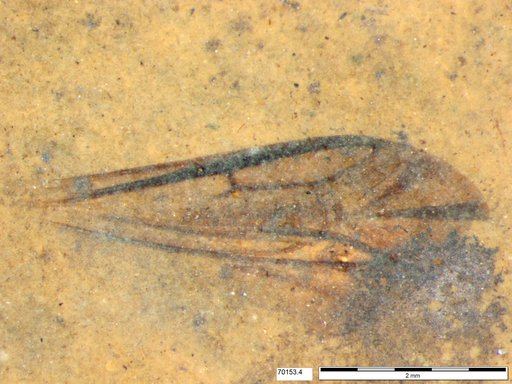 Insecta