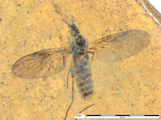 Diptera