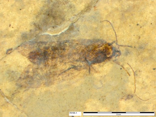Genus sp