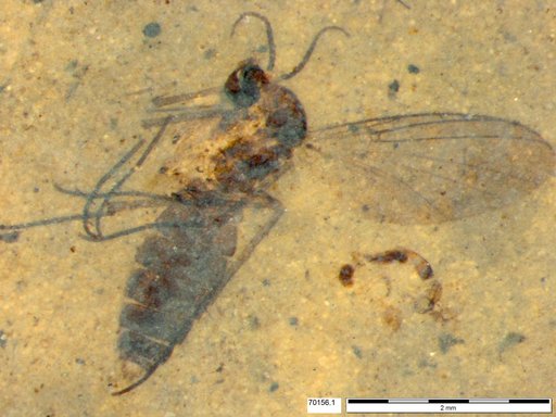 Diptera