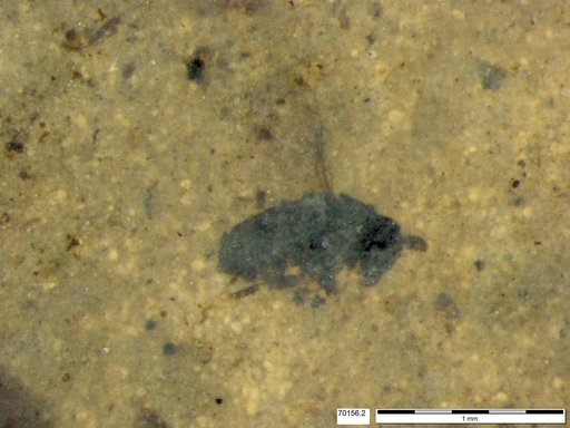 Genus sp