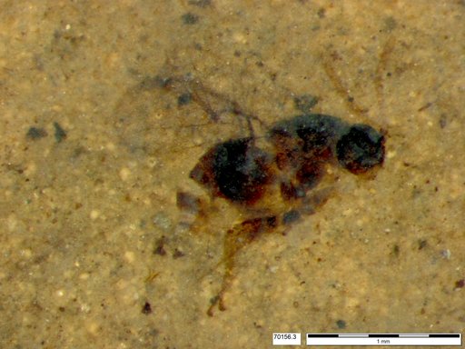 Genus sp