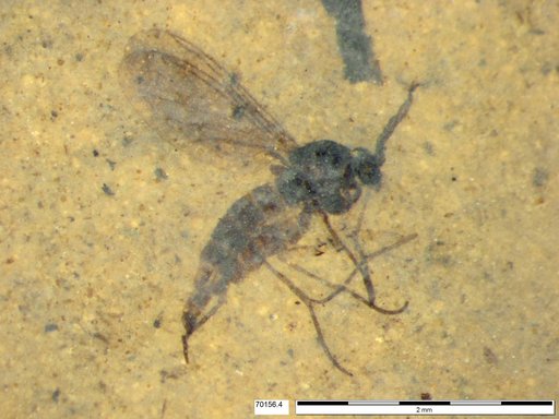 Sciaridae
