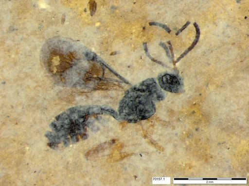 Ichneumonidae