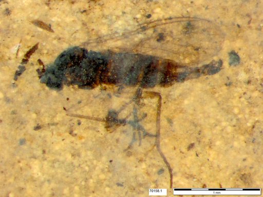 Diptera