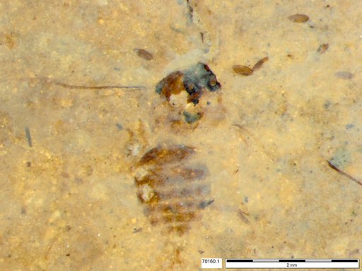 Formicidae