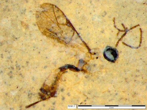 Ichneumonidae