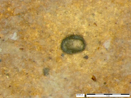 Tracheophyta