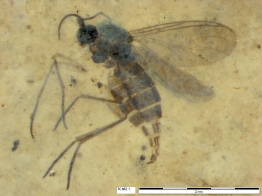Sciaridae
