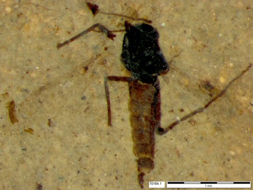 Genus sp