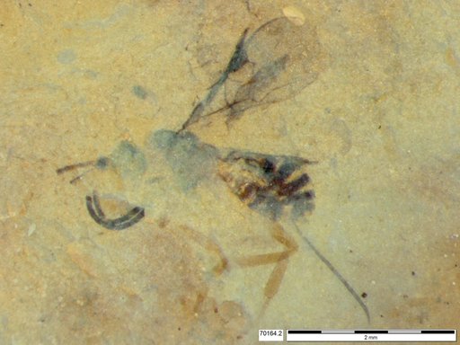 Braconidae