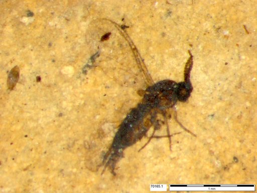Sciaridae