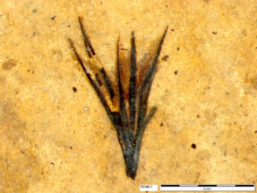 Tracheophyta