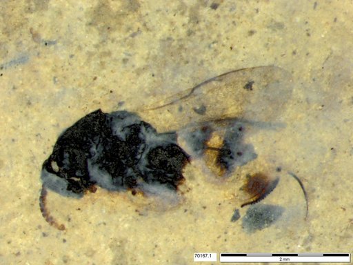 Chalcididae