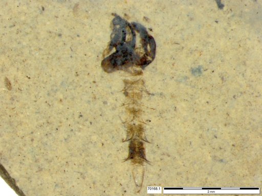 Chaoboridae