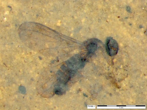 Diptera
