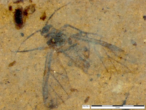 Aphididae
