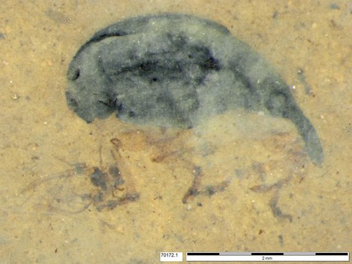 Genus sp