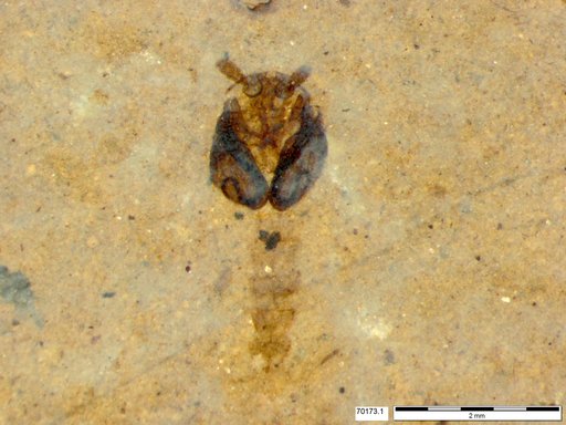 Genus sp