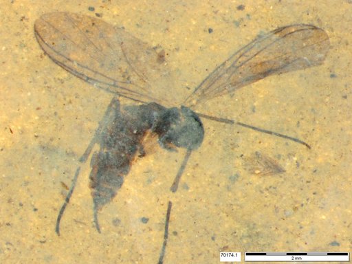 Diptera