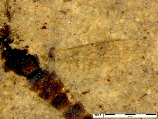 Chaoboridae