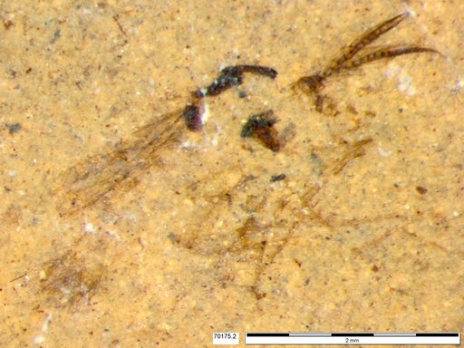 Chaoboridae